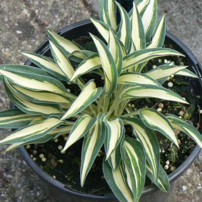 Hosta 'Little Jay'